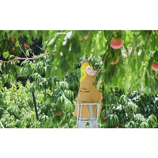 ふるさと納税 もも 福島県 福島市 No.2211 もも「あかつき」約2kg 2026年発送 先行予約の画像