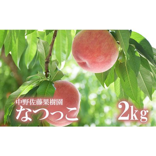 ふるさと納税 もも 福島県 福島市 No.2213 もも「なつっこ」約2kg 2026年発送 先行予約の画像