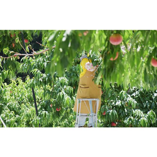 ふるさと納税 もも 福島県 福島市 No.2213 もも「なつっこ」約2kg 2026年発送 先行予約の画像