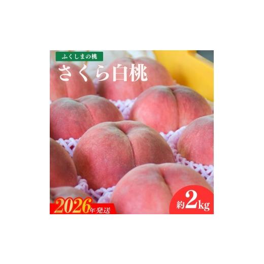 ふるさと納税 もも 福島県 福島市 No.2236ヤマ考紺野果樹園 もも さくら白桃 約2kg 2026年発送の画像