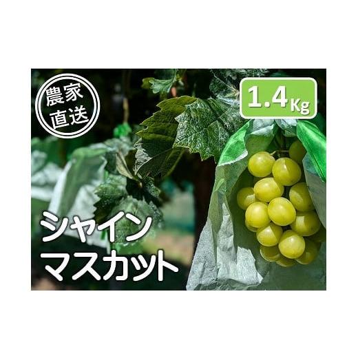 ふるさと納税 ぶどう マスカット 長野県 中川村 農家直送 中野屋ぶどう園のシャインマスカット(家庭用) 約1.4Kg