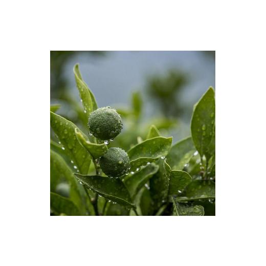 ふるさと納税 香川県 小豆島町 肌にやさしいピーリング 美顔ジェル　2本 