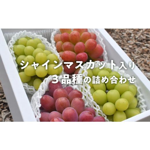 ふるさと納税 ぶどう マスカット 岡山県 真庭市 きよとうファーム ぶどう3品種詰め合わせ(シャインマスカット入り)3-5房入/計2.4kg~ (岡山県産) 食べ比べ…