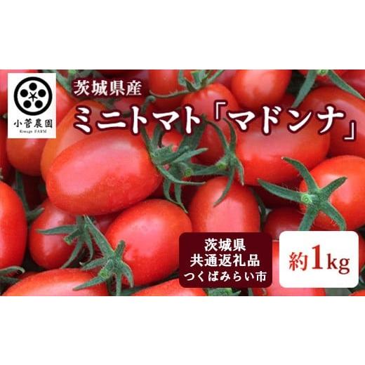 ふるさと納税 トマト ミニトマト 茨城県 守谷市 ミニトマト マドンナ 約1kg 茨城県共通返礼品 つくばみらい市産 トマト プチトマト 野菜 生野菜 旬 希少品種 …