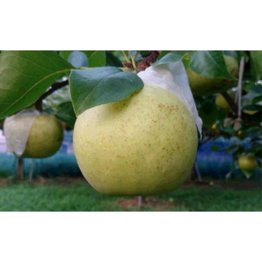 ふるさと納税 梨 千葉県 市川市 市川のブランド梨「秋麗」