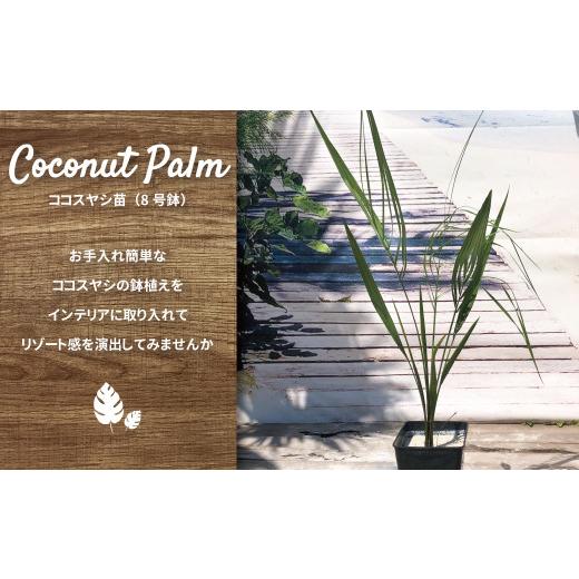 ふるさと納税 雑貨・日用品 苗木 千葉県 柏市 ココスヤシ 8号鉢 