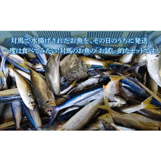 ふるさと納税 長崎県 対馬市 対馬 のお 魚 (小潮) 2kg 《対馬市》【ゆうなぎ対馬】 鮮魚 新鮮 海鮮 イカ サザエ アジ クエ ヒラマサ ハタ [WAG002]冷蔵 生魚 …｜furusatochoice｜03