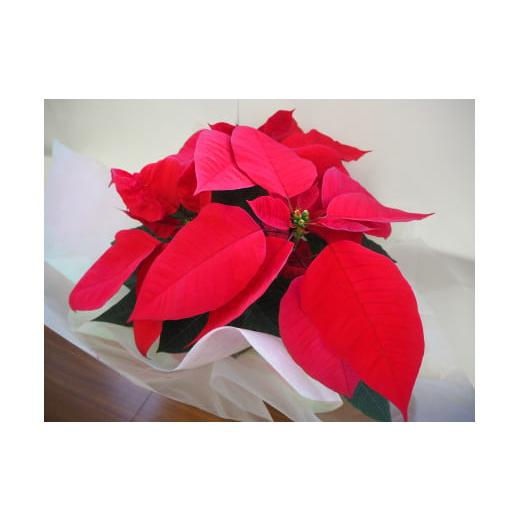 ふるさと納税 雑貨・日用品 花 埼玉県 吉見町 ポインセチア 5号(15cm鉢)