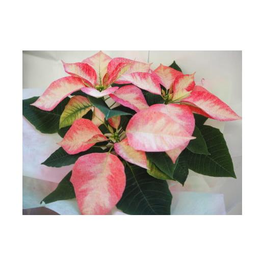 ふるさと納税 雑貨・日用品 花 埼玉県 吉見町 ポインセチア 5号(15cm鉢) アイスクリスタル(ピンク系)