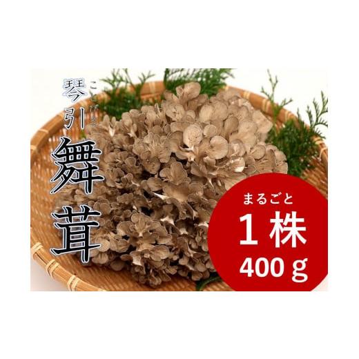 ふるさと納税 島根県 飯南町 生舞茸1株 約400g[きのこ キノコ まいたけ 舞茸 無農薬 安心 安全 A-98]