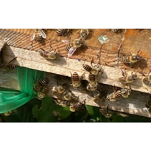 ふるさと納税 加工品等 はちみつ 島根県 津和野町 津和野の木や花の蜜を集めた天然百花蜜「里山の雫」(315g×2瓶) 1354901_4