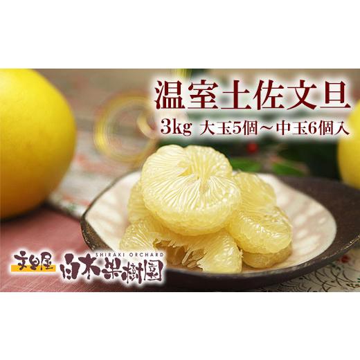 ふるさと納税 みかん・柑橘類 高知県 土佐市 先行予約 12月発送土佐文旦 文旦 贈答用 約3kg 中玉6個もしくは大玉5個入り[2026年12月上旬〜2027年1月中旬頃発…
