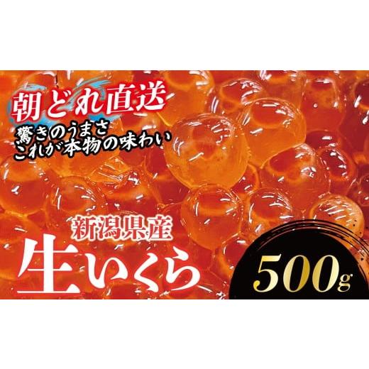 ふるさと納税 いくら 新潟県 新発田市 朝どれ直送 生イクラ 500g 令和7年産 いくら 鮭 生いくら 海鮮 鮮度 新鮮 鮮魚 朝どれ とれたて 国産 新潟 お正月 おせ…