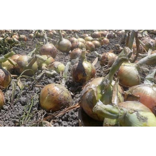 ふるさと納税 野菜類 玉ねぎ 兵庫県 南あわじ市  新玉・ひょうご推奨ブランド 新玉ねぎ（淡路玉三郎）3kg 配送３月上旬〜５月中旬の画像