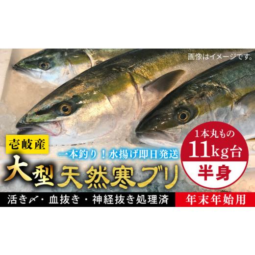 ふるさと納税 旬の鮮魚等 長崎県 壱岐市  11／1〜1／15お届け 年末年始用 壱岐島産天然寒ブリ（一本丸ものサイズ11キロ台 半身ブロック）《壱岐市》 壱岐島 玄…_1