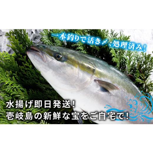 ふるさと納税 旬の鮮魚等 長崎県 壱岐市  11／1〜1／15お届け 年末年始用 壱岐島産天然寒ブリ（一本丸ものサイズ11キロ台 半身ブロック）《壱岐市》 壱岐島 玄…_2