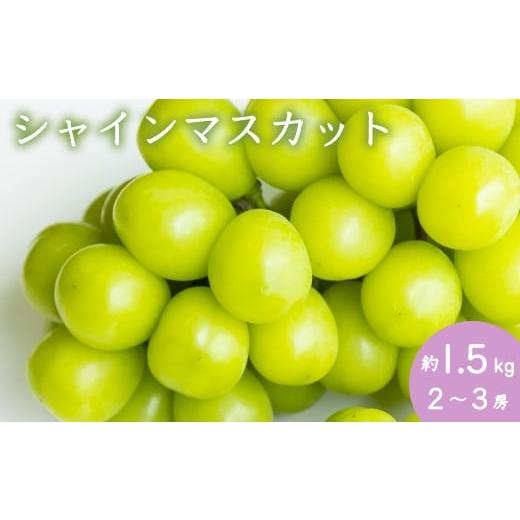 ふるさと納税 福岡県 うきは市 P158【先行予約】三浦農園 シャインマスカット 2〜3房 (約1.5kg) 9月上旬〜10月上旬お届け｜furusatochoice｜02