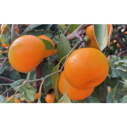 道の駅たちばなオリジナル＞みかん10kg詰合せ みかん みかん 10kg 蜜柑