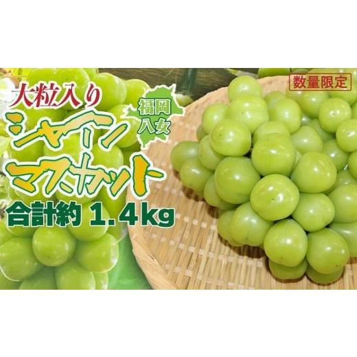 ふるさと納税 ぶどう マスカット 福岡県 八女市 先行受付 2026年発送 九州福岡フルーツ王国八女 大粒入りシャインマスカット 約1.4kg 数量限定 配送不可:北…