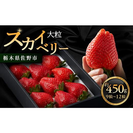 ふるさと納税 いちご 栃木県 佐野市 栃木県 いちご 新品種 スカイベリー 9粒〜12粒 約450g 1258709