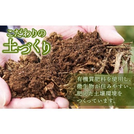 ふるさと納税 お茶類 緑茶（茶葉・ティーバッグ） 長崎県 佐々町  全3回定期便 さざの 有機栽培茶 ティーバッグ 詰め合わせ （緑茶・ほうじ茶 各60g×2袋／回…の画像