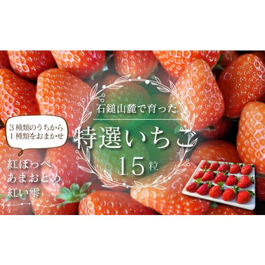 ふるさと納税 いちご 愛媛県 西条市 いちご 石鎚山麓で育った 特選いちご 15粒入 3種のうちから1種 2025年12月中旬〜2026年3月頃発送 | いちご 苺 農家直送 …
