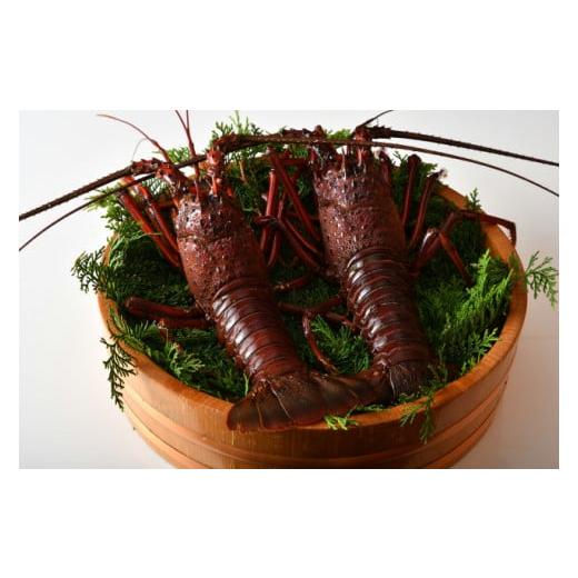 ふるさと納税 旬の鮮魚等 三重県 志摩市 活き 特大 伊勢海老 2尾入り 約1kg 天然 伊勢エビ 海老 エビ 人気 刺身 刺し身 味噌汁 海鮮 魚介類 贈答 お祝い プレ…