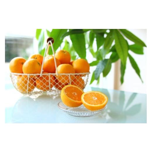 ふるさと納税 みかん・柑橘類 オレンジ 和歌山県 湯浅町 ZS6134n_主井農園 国産 バレンシアオレンジ 赤秀 2.5kg