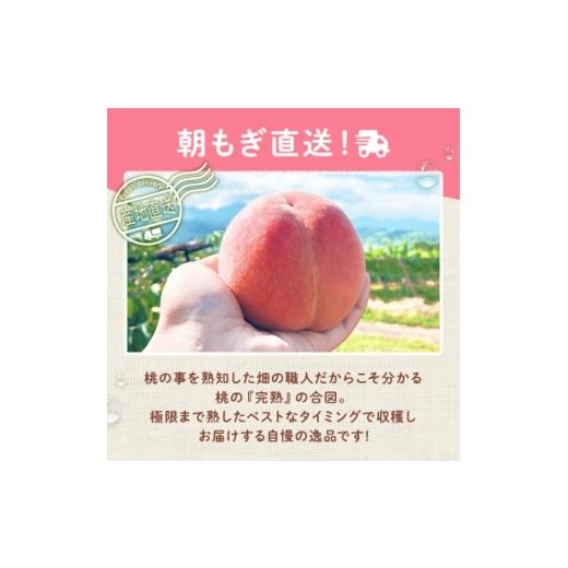 ふるさと納税 もも 山梨県 山梨市 2026年発送 桃 約2kg 5〜8玉 朝もぎ直送 旬の完熟『桃』選び抜かれた桃 1359013の画像