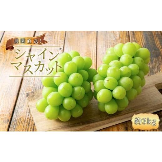 ふるさと納税 ぶどう マスカット 和歌山県 有田川町 農家直送 朝採り シャインマスカット 約3kg [2026年・先行予約]