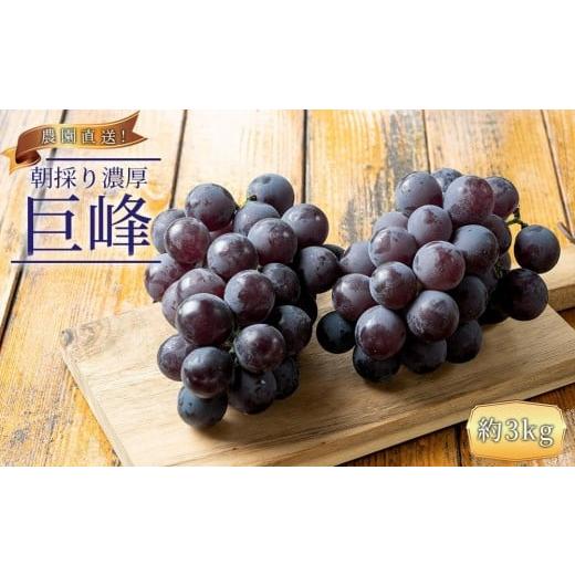 ふるさと納税 ぶどう 巨峰 和歌山県 有田川町 ぶどうの王様 農家直送 朝採り 巨峰 約3kg [2026年・先行予約]