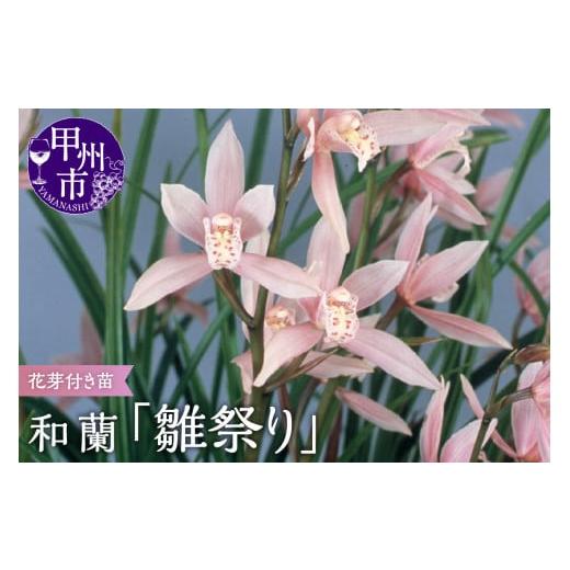 ふるさと納税 雑貨・日用品 苗木 山梨県 甲州市 芳香品種 和蘭 「雛祭り」 花芽〜開花株 4号陶器鉢付