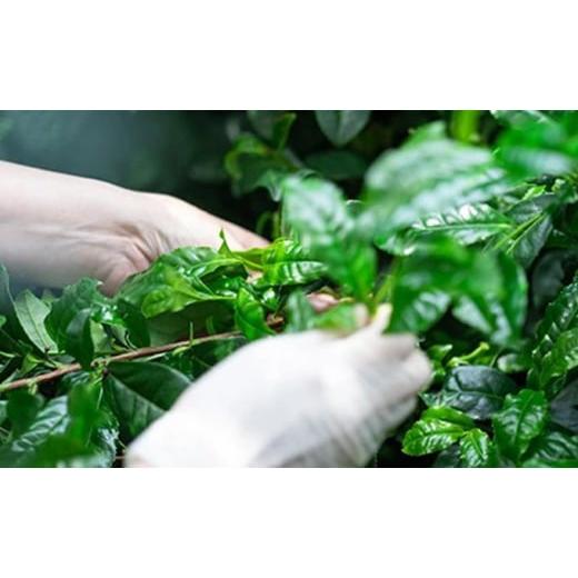 ふるさと納税 お茶類 緑茶（茶葉・ティーバッグ） 京都府 京田辺市 京都宇治抹茶　奥西緑芳園の抹茶。立花大亀老師御好の 菊寿 40g缶入り・ 奥昔 40g缶入り・ …_7