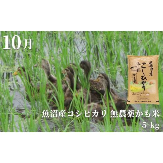 ふるさと納税 新潟県 津南町 津南町の特産品定期便セットＥ　全6回発送（2024年偶数月お届け） 新潟県 ふるさと納税 津南町の特産品定期便セットＥ　全6回発送（2024年偶数月お届け） 津南町