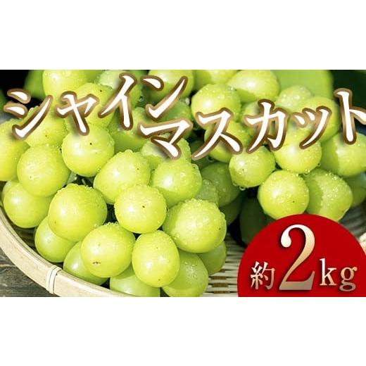 ふるさと納税 ぶどう マスカット 福島県 伊達市 2026年秋発送分先行予約 大人気 復活 伊達市産 シャインマスカット約2kg (3〜4房)フルーツ 果物 ぶどう マス…