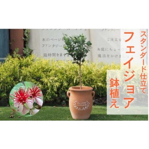 ふるさと納税 花・苗木 福岡県 朝倉市 フェイジョア 鉢植え(つぼ型鉢) 植物 トロピカル 果樹 南国 エキゾチック 花 鮮やか グリーン 香り高い 果実 テラコッ…