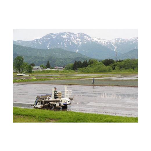 【売り切りお値下げ】 ふるさと納税 新潟県 南魚沼市 【定期便 南魚沼産】 コシヒカリ 白米10kg×6回 【2084892558】(73440円)