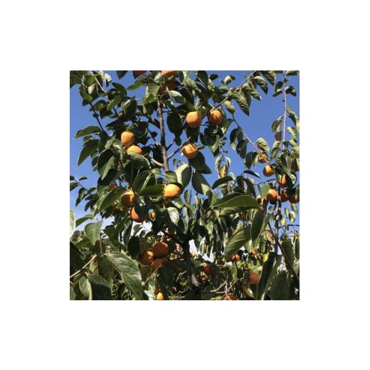 ふるさと納税 山梨県 山梨市 甲州名産「枯露柿」L〜LLサイズ16個入り【1361416】 甲州名産 枯露柿