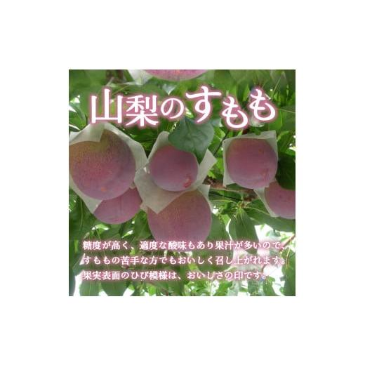 ふるさと納税 山梨県 甲府市 〈2024年度配送分〉すもも「貴陽」 6-8玉（2024年7月上旬〜下旬にかけて順次配送予定）｜furusatochoice｜04