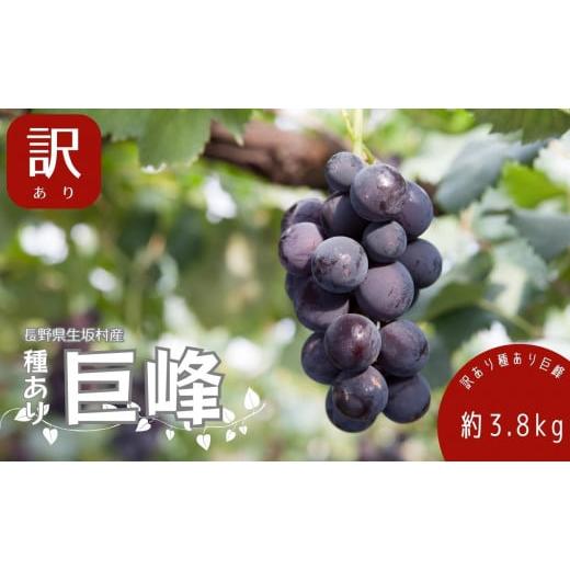 ふるさと納税 ぶどう マスカット 長野県 生坂村 2026年発送 先行予約 訳あり 種あり巨峰 約3.8kg(9~13房) 果物 フルーツ デザート おやつ 食後 長野県産 直…