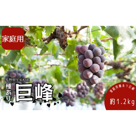 ふるさと納税 ぶどう マスカット 長野県 生坂村 2026年発送 先行予約 家庭用 種あり巨峰1.2kg (4~6房) 果物類 ぶどう マスカット フルーツ
