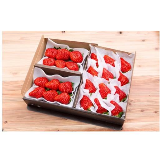 ふるさと納税 いちご 静岡県 伊豆の国市 数量限定 いちごギフト 紅ほっぺベリーズセット