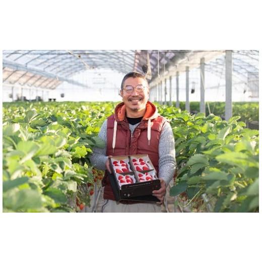 ふるさと納税 いちご 静岡県 伊豆の国市 いちご定期便 ふるさと納税お礼品限定 ジュンサンベリー 最高の4回