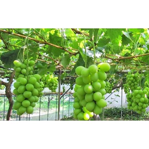 ふるさと納税 岡山県 里庄町 桃 ぶどう 2024年 先行予約 ぼっけぇうめぇ フルーツ 定期便 3回 コース -2 もも モモ 葡萄 ブドウ 岡山県 果物 岡山県 里庄町 1房