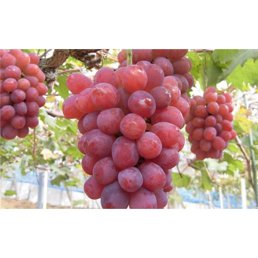 ふるさと納税 岡山県 里庄町 桃 ぶどう 2024年 先行予約 ぼっけぇうめぇ フルーツ 定期便 3回 コース -2 もも モモ 葡萄 ブドウ 岡山県 果物 岡山県 里庄町 1房