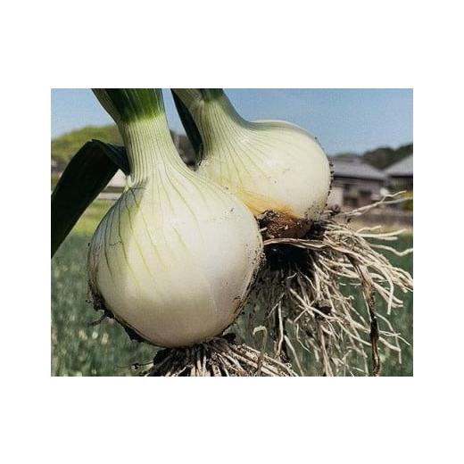 ふるさと納税 野菜類 玉ねぎ 愛媛県 松山市 3月中旬から発送 松山市津和地島産 新玉ねぎ 4kg ( 野菜 玉ねぎ たまねぎ タマネギ 産地直送 期間限定 愛媛 松山…