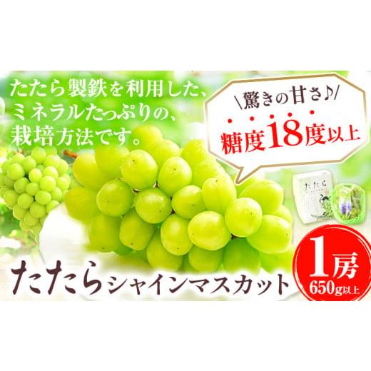 ふるさと納税 岡山県 笠岡市 [令和6年度産先行予約] マスカット シャインマスカット 1房(約650g)たたらみねらるシャインマスカット ギフト 糖度18度以上 …