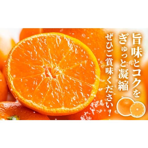 ふるさと納税 果物類 みかん 鹿児島県 さつま町 鹿児島県産 新生十万みかん 約5kg 祝迫果樹園《1月中旬-2月中旬頃出荷》鹿児島県 さつま町 みかん 十万みかん …_5