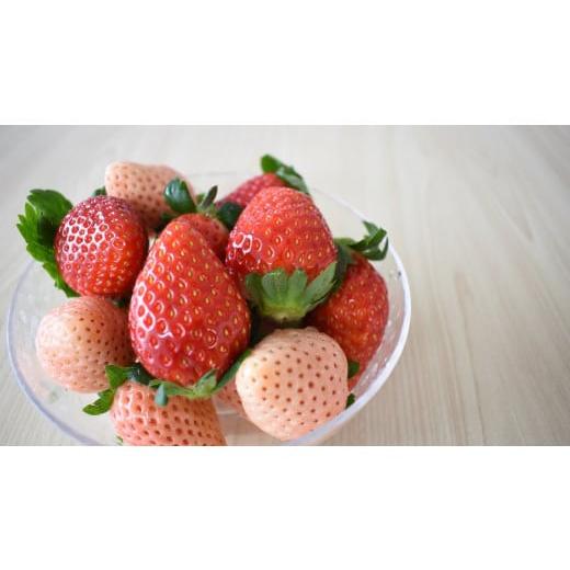 ふるさと納税 いちご 茨城県 鉾田市 1月発送 いちご 紅白(とちおとめ・淡雪)DX 1箱(12〜20粒) 1月発送