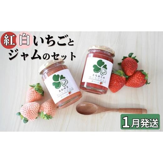 ふるさと納税 いちご 茨城県 鉾田市 1月発送 紅白いちごとジャムのセット 1月
